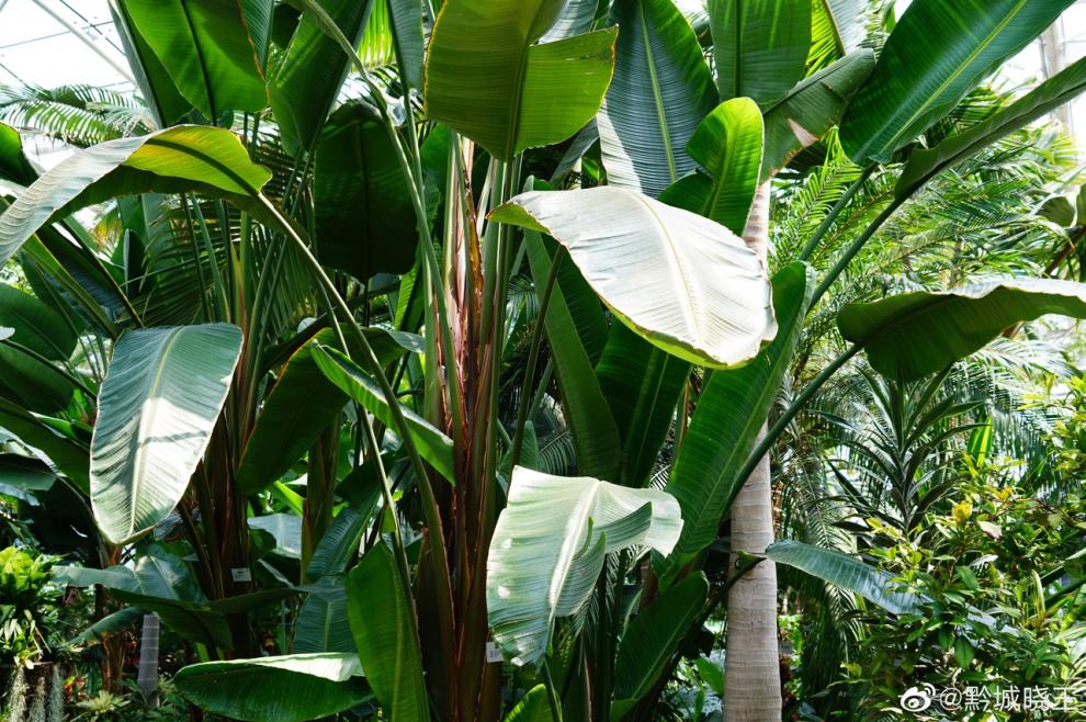 北京植物园的赏花的最好时节,西山秘境惊艳北京的植物