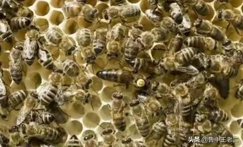 虎头蜂泛滥,欧洲虎头蜂