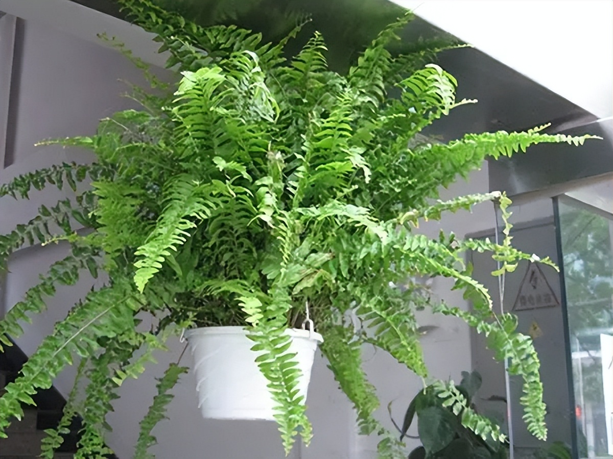 最适合放卧室的十种花四季常开,室内阳台最好养的10种花