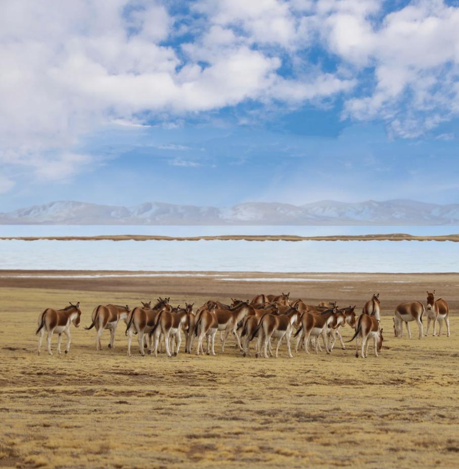 99％的人没到过的神秘大陆丨七天六夜追寻可可西里的美丽传说