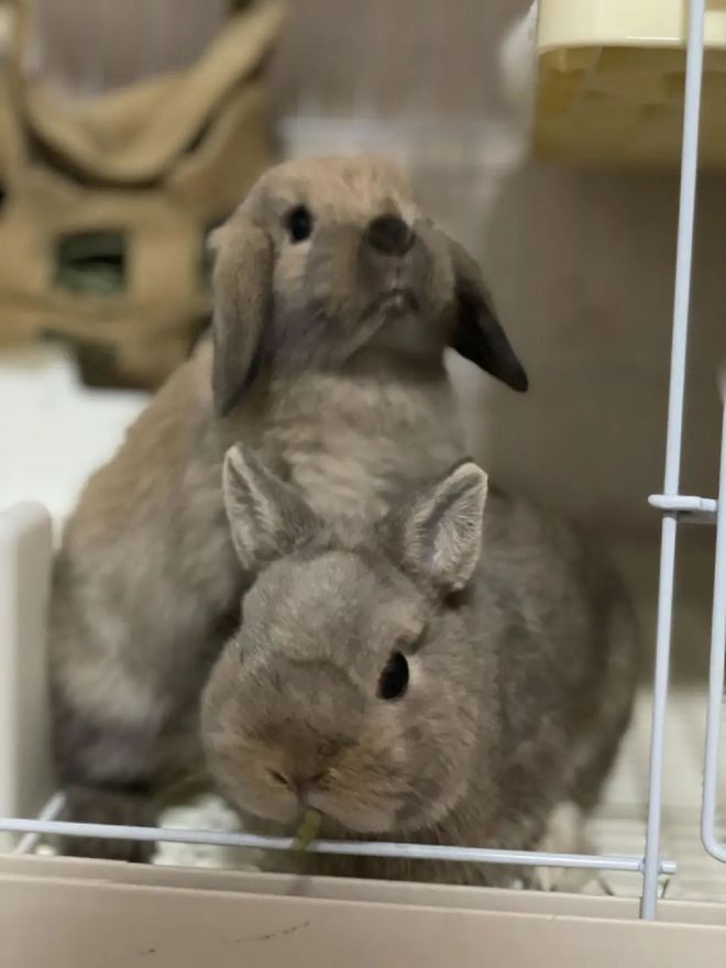 兔年在家里养兔,兔年宜动不宜静