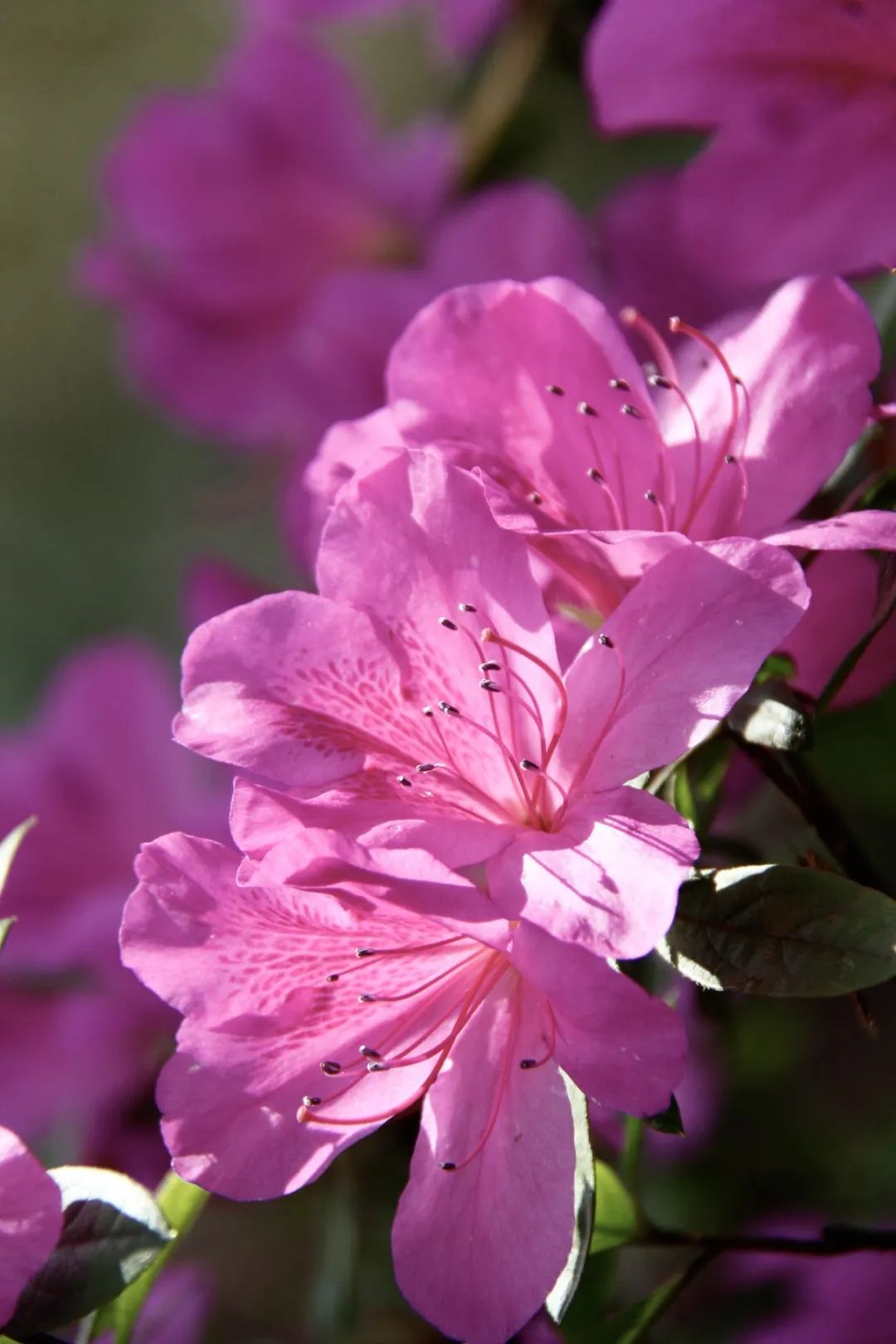有一种春光叫杜鹃花,春天漫山遍野的杜鹃花开