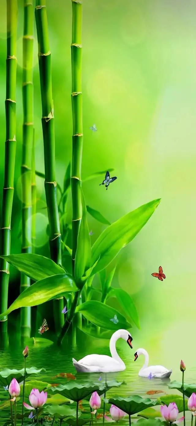 护眼壁纸动态壁纸高清全屏90帧,华为绿色养眼护眼壁纸