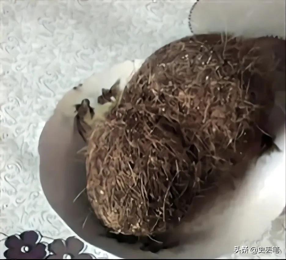 农民杀猪得猪宝专家鉴定值300万,杀猪时意外得猪宝两年后悲剧了