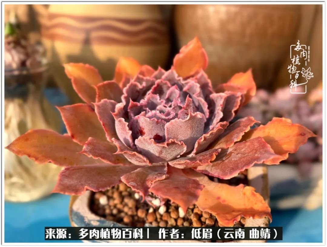 玉露多肉冬季分盆,玉露多肉怎样才能晶莹剔透