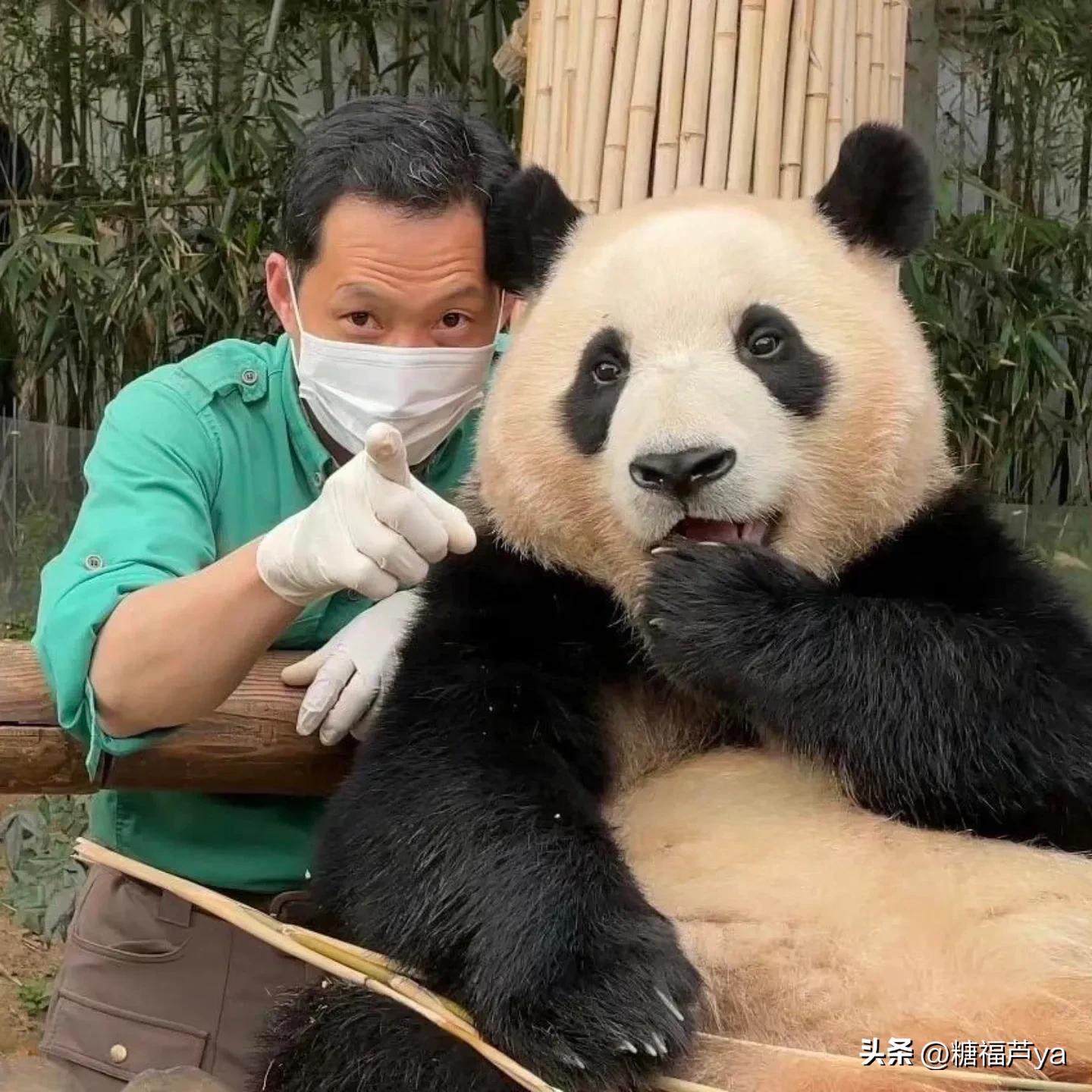 那些证明福宝是人的证据——毛皮大衣下是个小人精