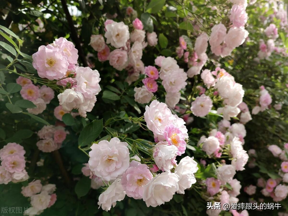 生如夏花灿烂的时候,生如夏花绚烂绽放歌曲视频