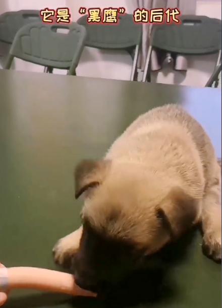 警犬巴顿有多凶猛,帅网红警犬巴顿训练视频