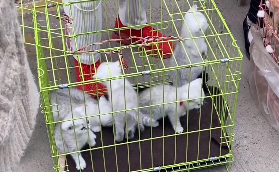 新手买猫去宠物店被老板骗,宠物店买猫被骗了