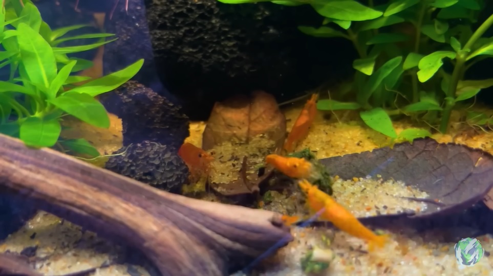 美国小哥在卧室建出一缸热带雨林，食物链环环相扣，太强了