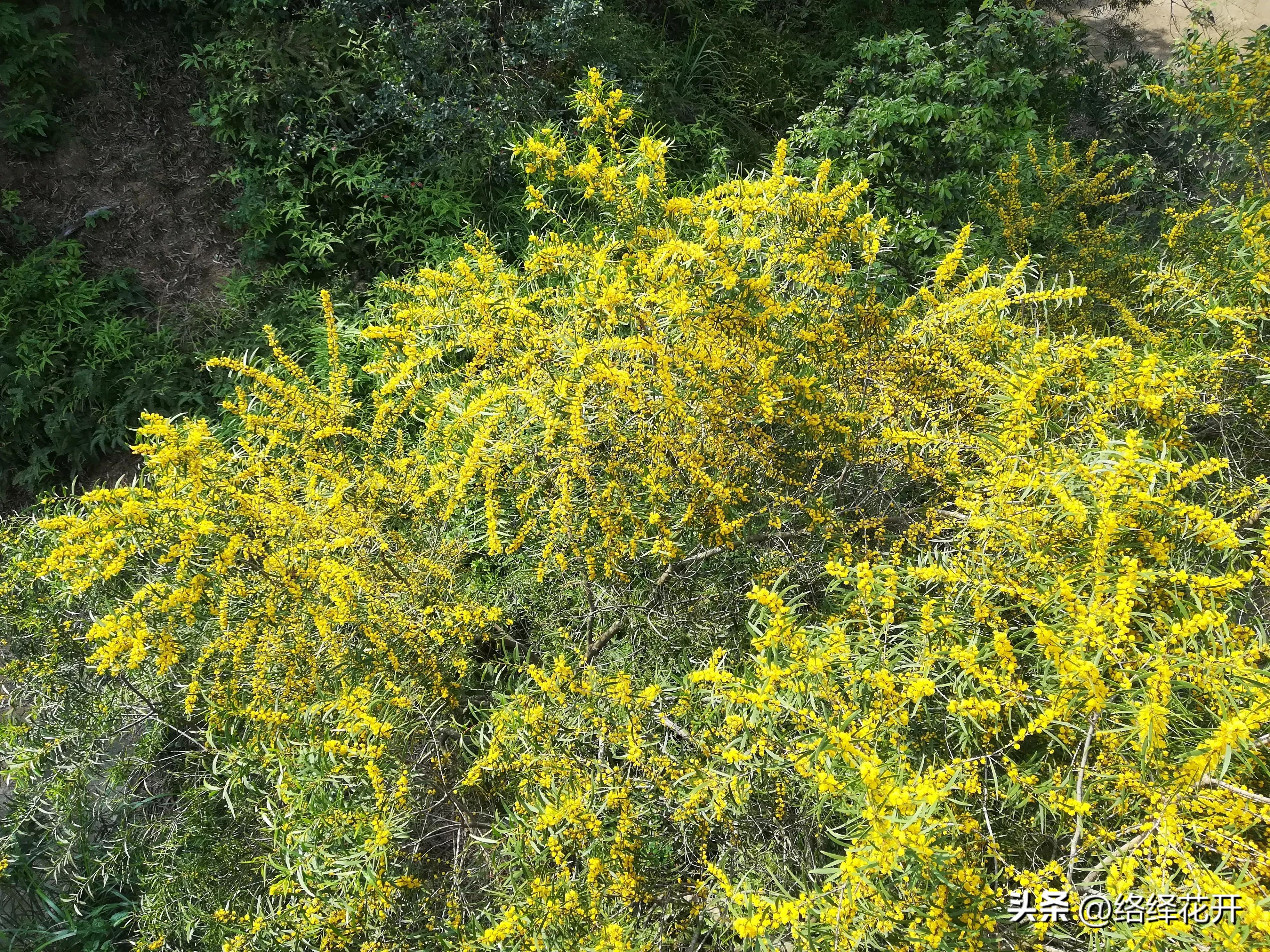 台湾相思,台湾相思花语