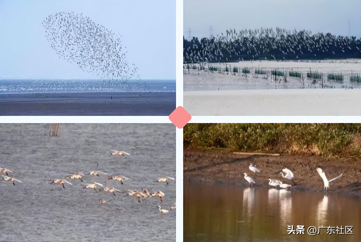 春季国内观鸟热门地,这份观鸟地图请收好