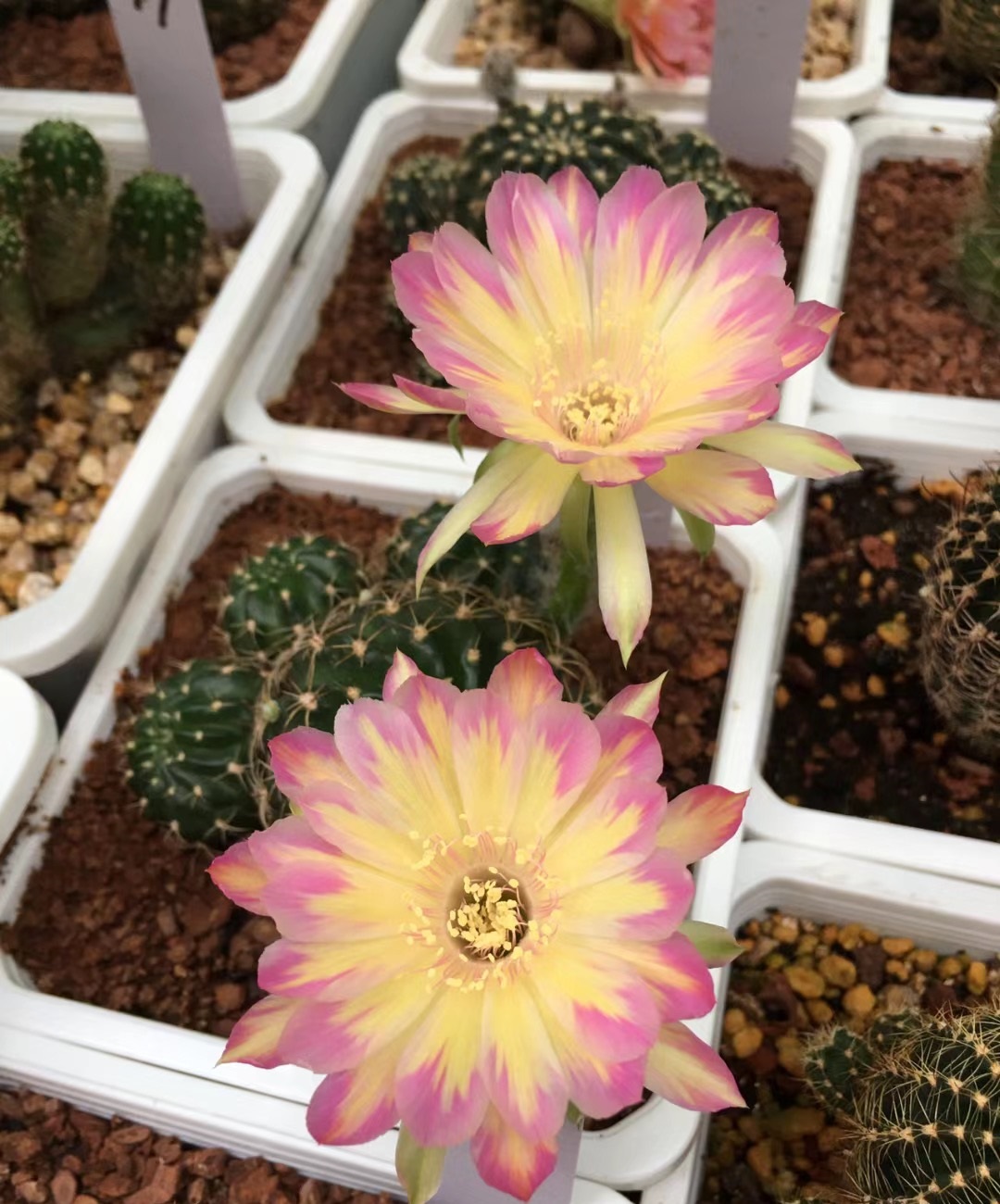 汤姆仙人球花图,汤姆丽花仙人球开花