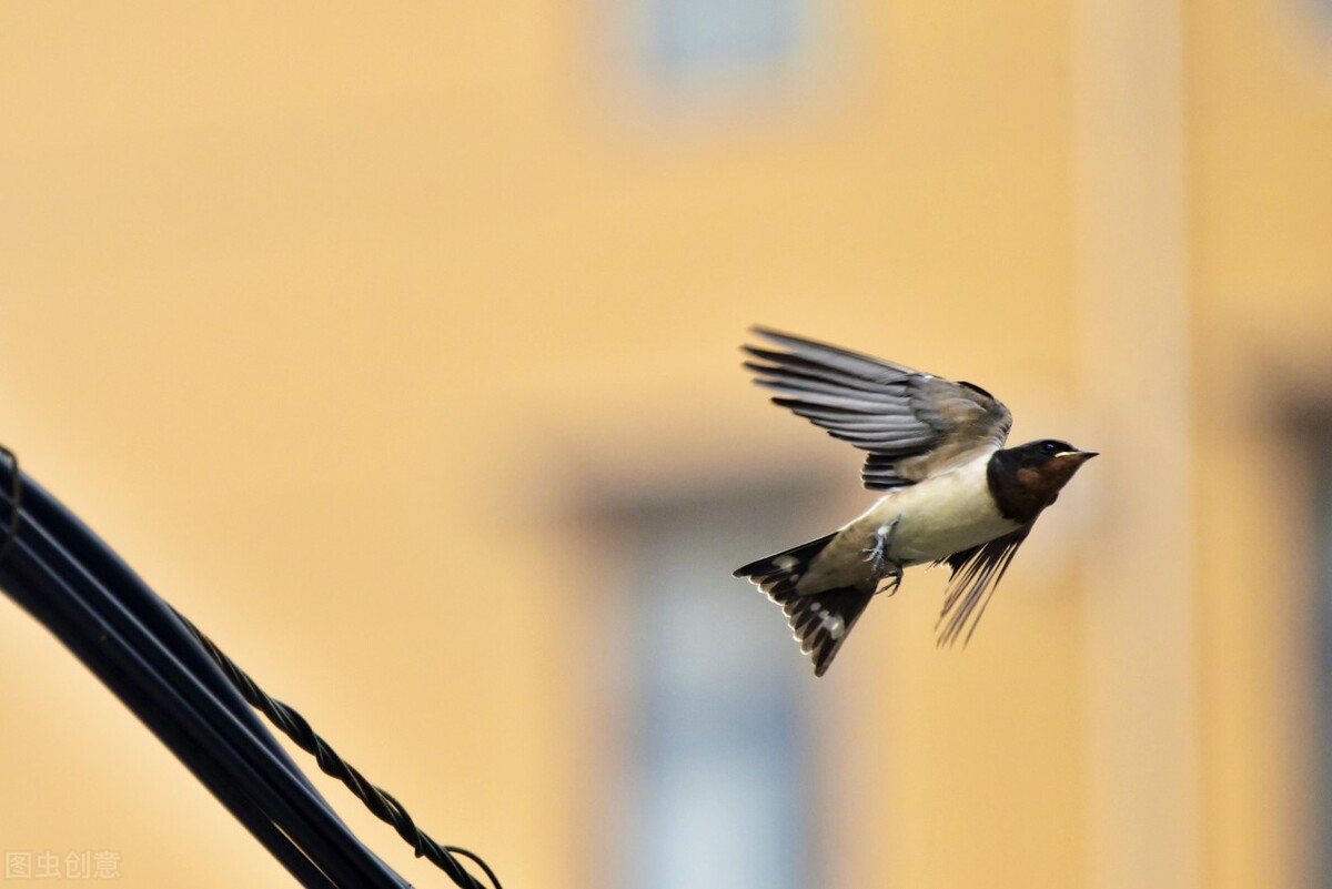 雨燕在空中边飞边睡的视频,雨燕是怎么边飞边睡的