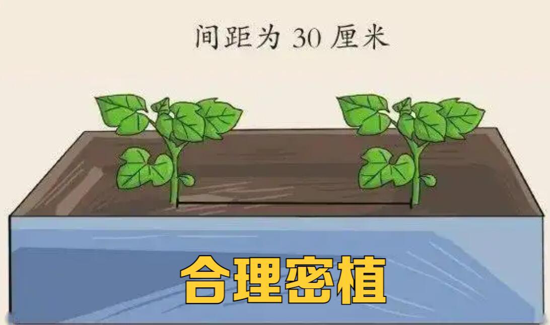 黄瓜的化瓜现象,黄瓜化瓜怎么办