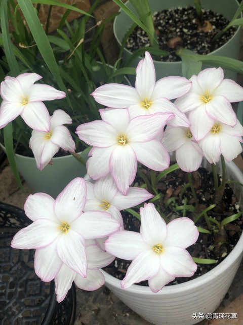 养花养成“花草杀手”，就养这些5种球根花，好看好养还有大用处