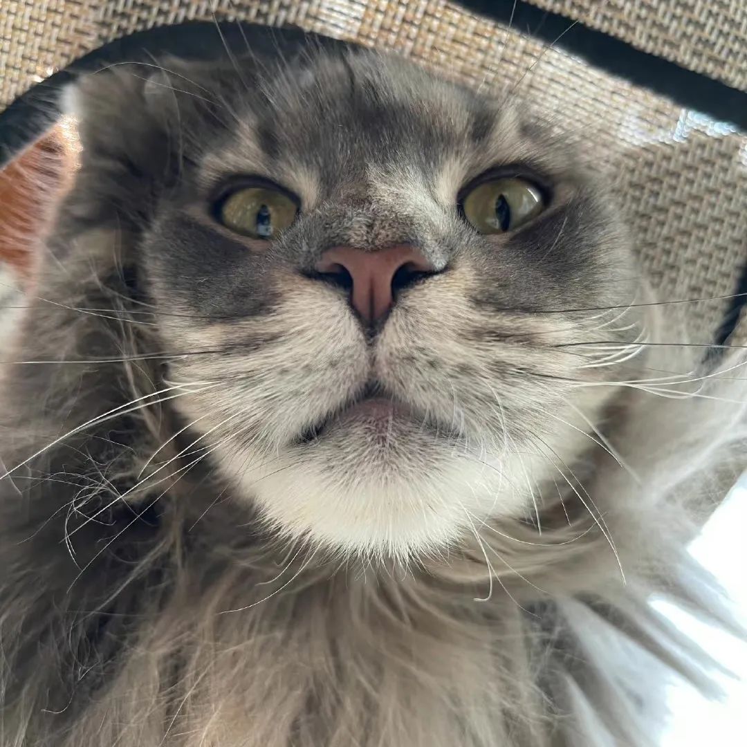 毛森森,观复猫毛森森