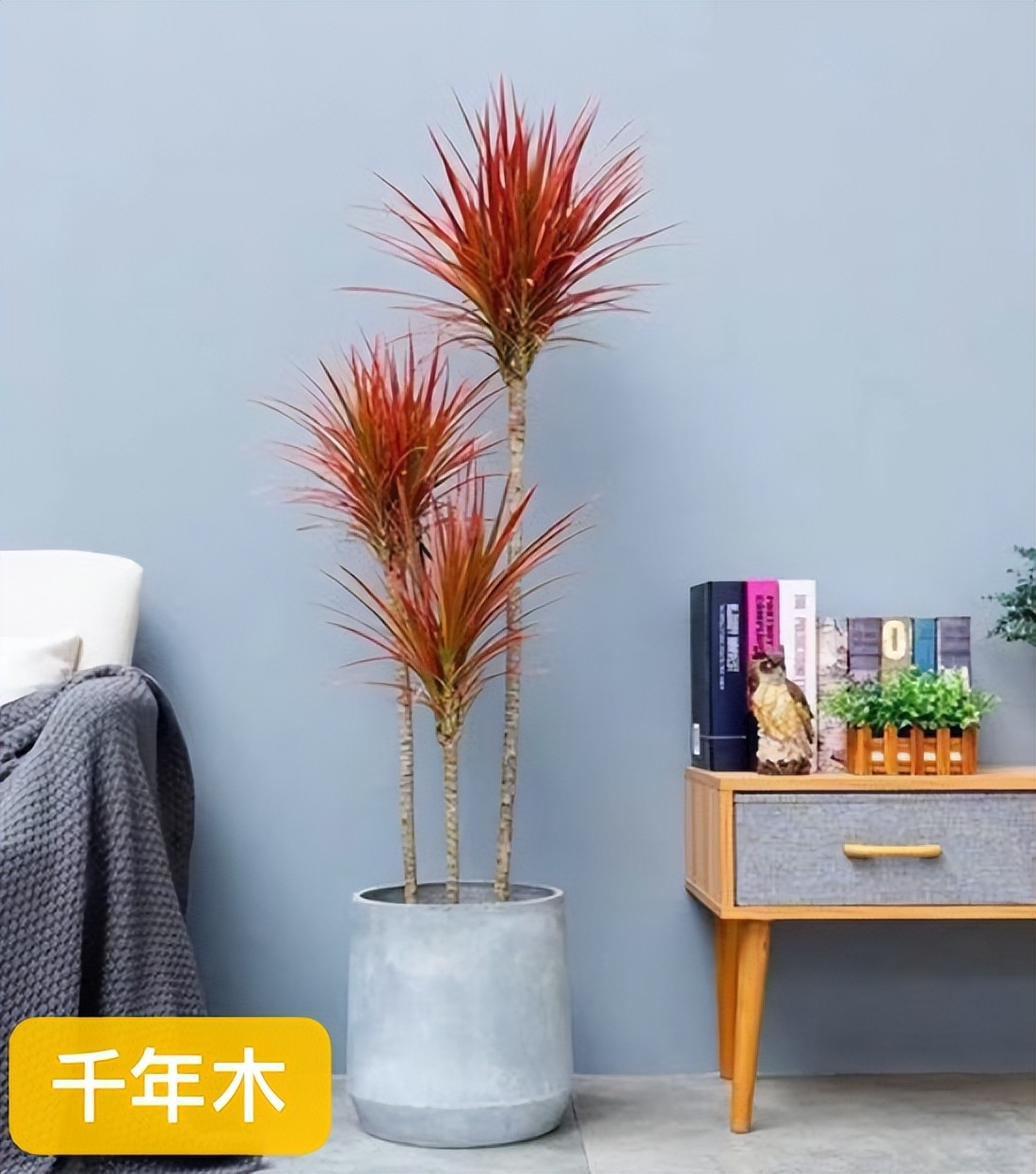 哪种绿植寓意好又好养活,室内寓意较好的好养的大型绿植