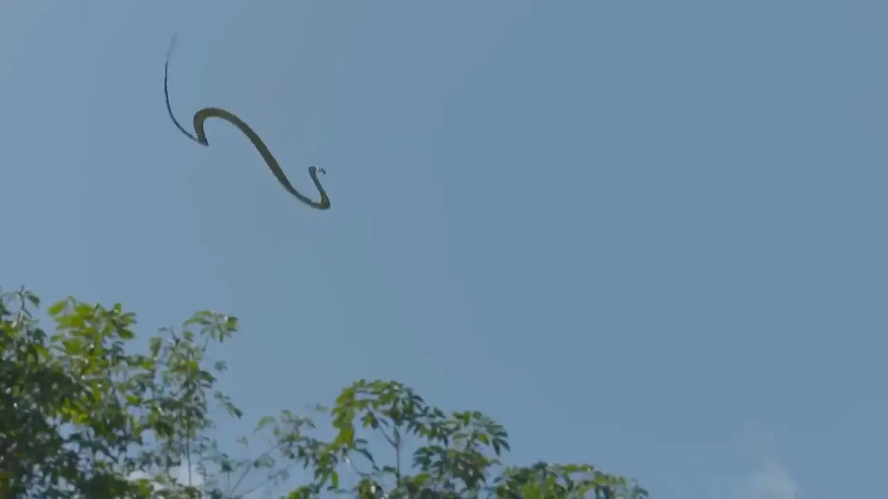 蛇类科普15种奇特的蛇,神奇的蛇类大揭秘