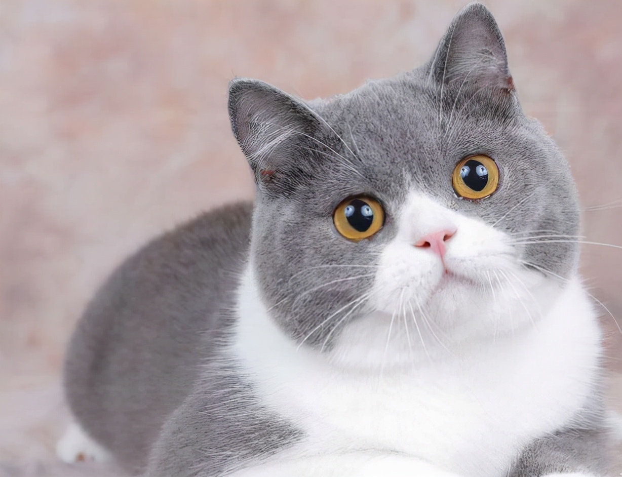 英短蓝猫如何看品种纯不纯,英短虎斑猫怎么看纯不纯