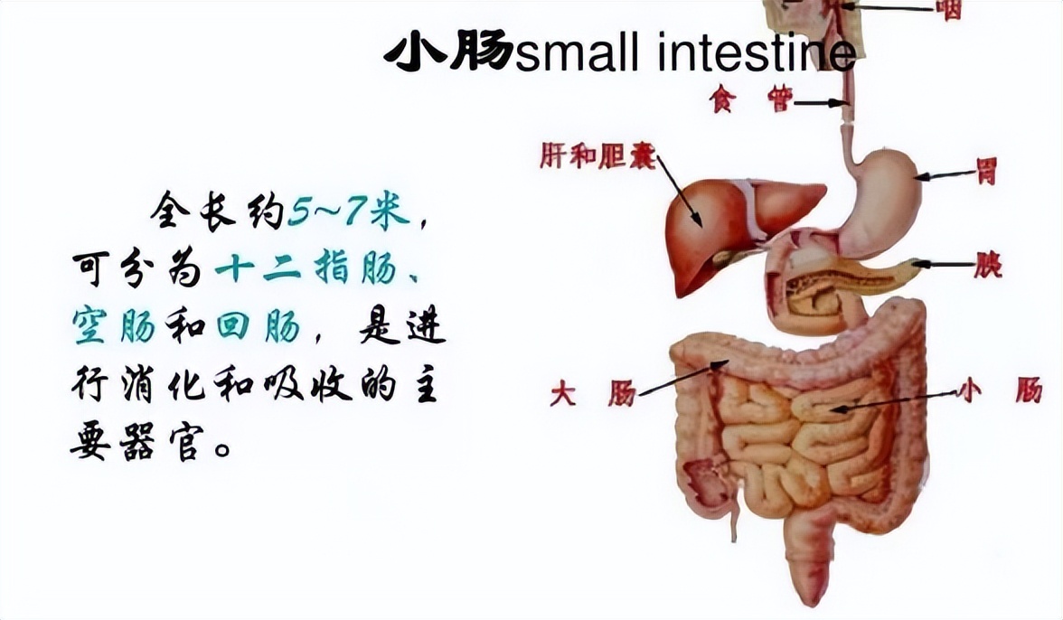一镜到底！43个小肠息肉仅需3个小时搞定靠的就是……