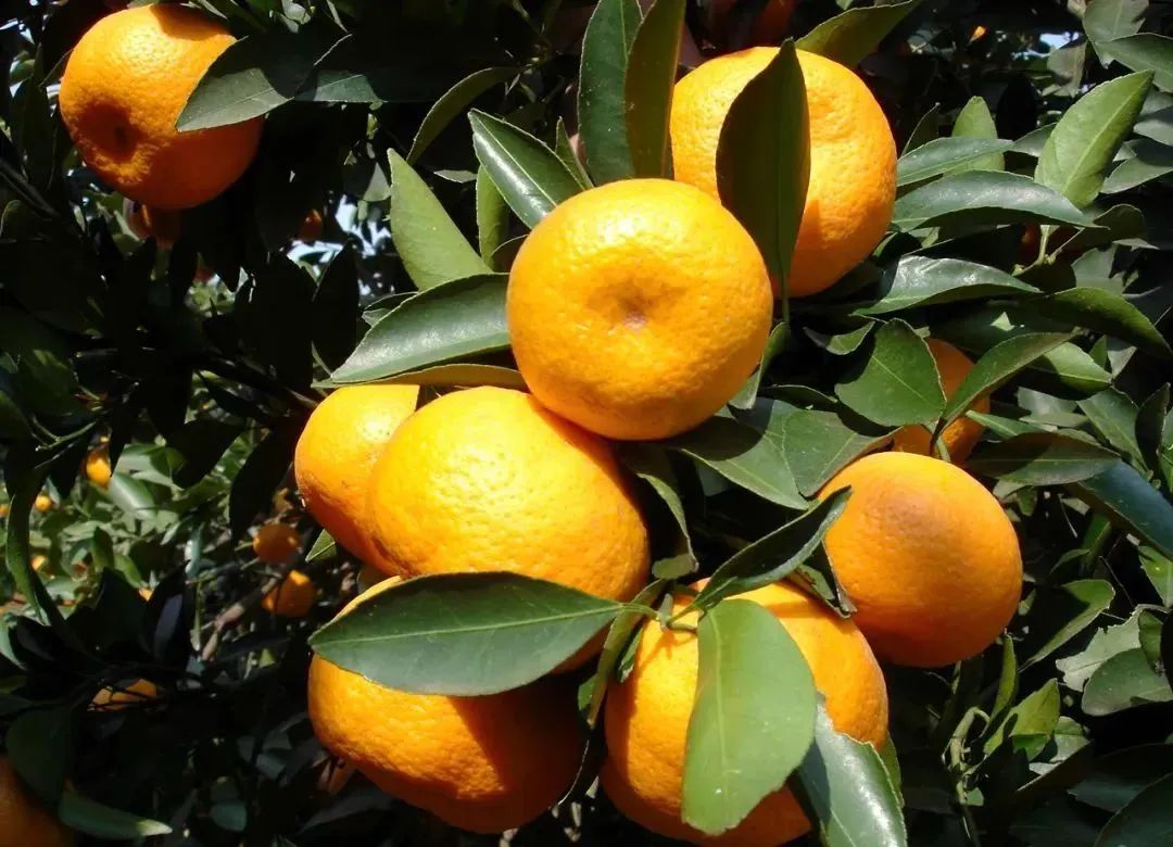 如果你要写新余，就不能只写新余