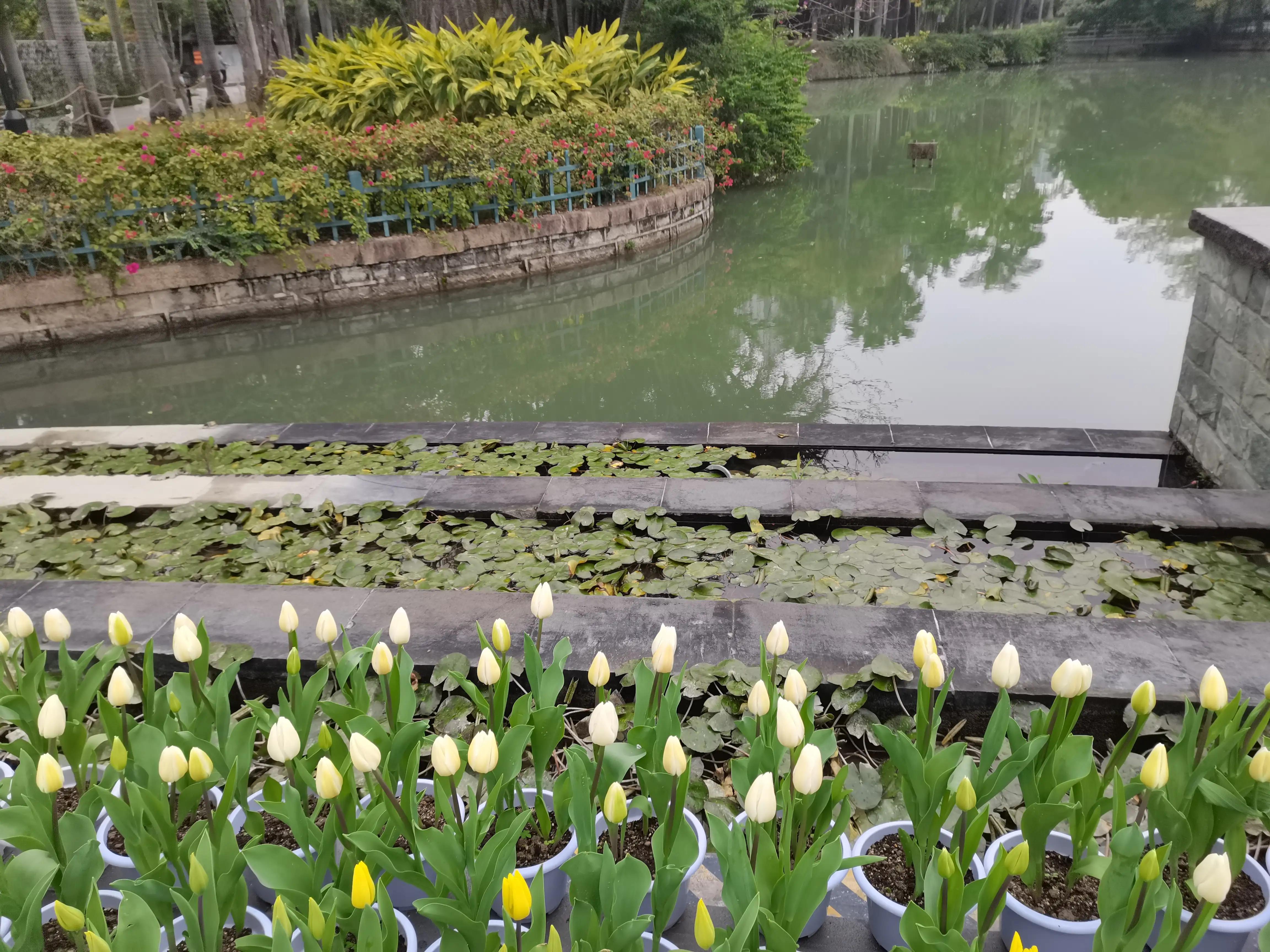 福州郁金香温泉公园,福州花海公园郁金香