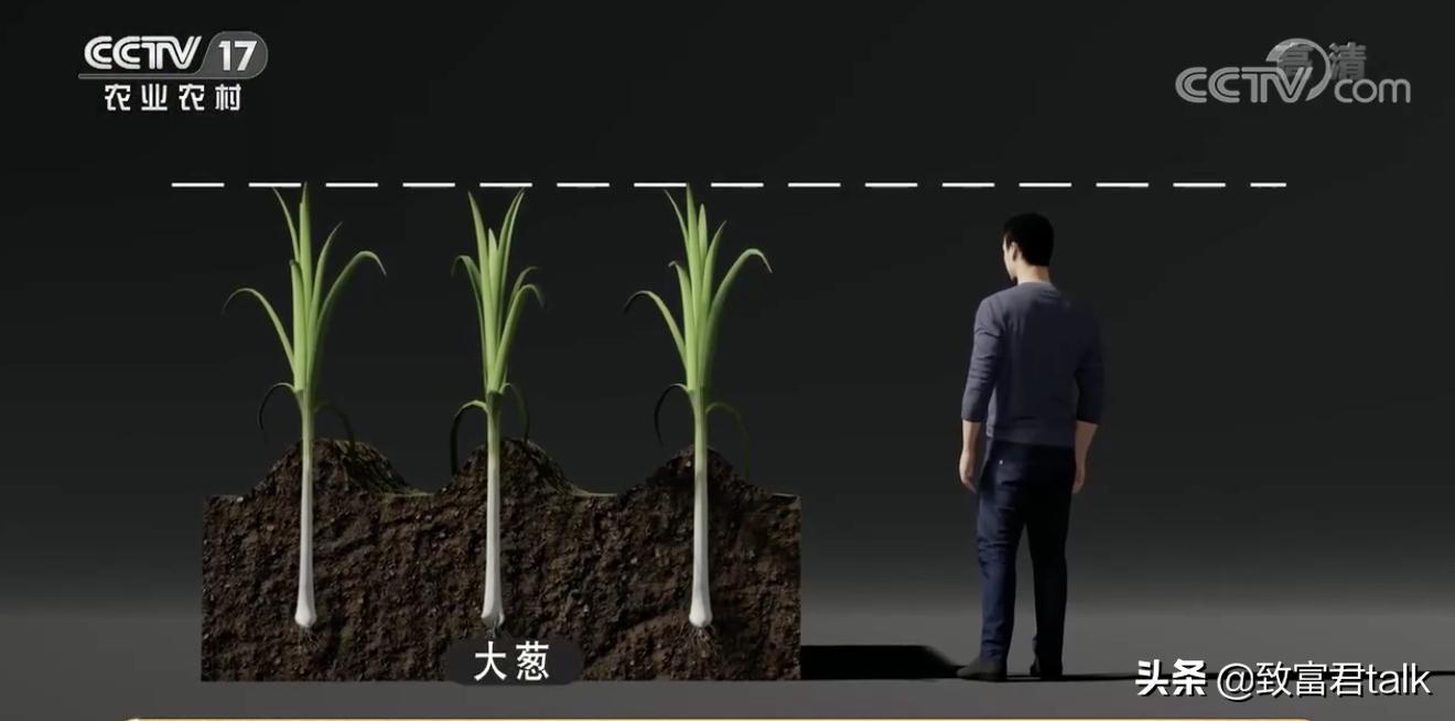 他种的大葱，比姚明高一头