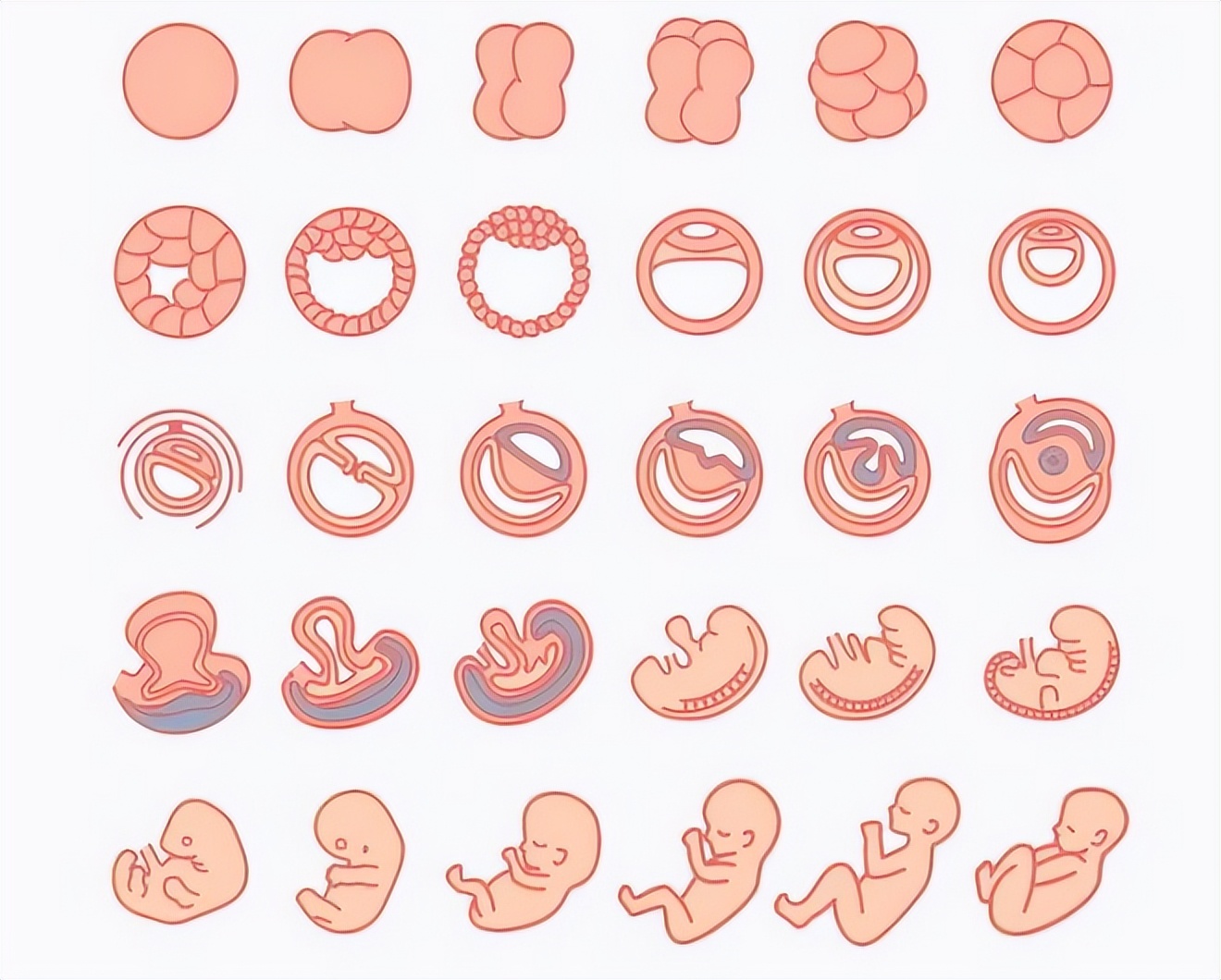 孕期每个阶段的反应,孕期每个月表现图片