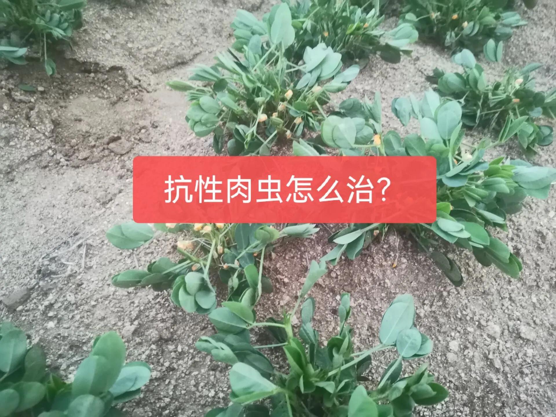 花生、蔬菜青虫打不死，那是用错了药，用好3个方案可快速搞定