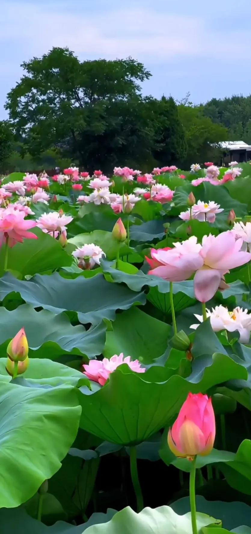 夏的季节荷花图片,三夏荷花图片