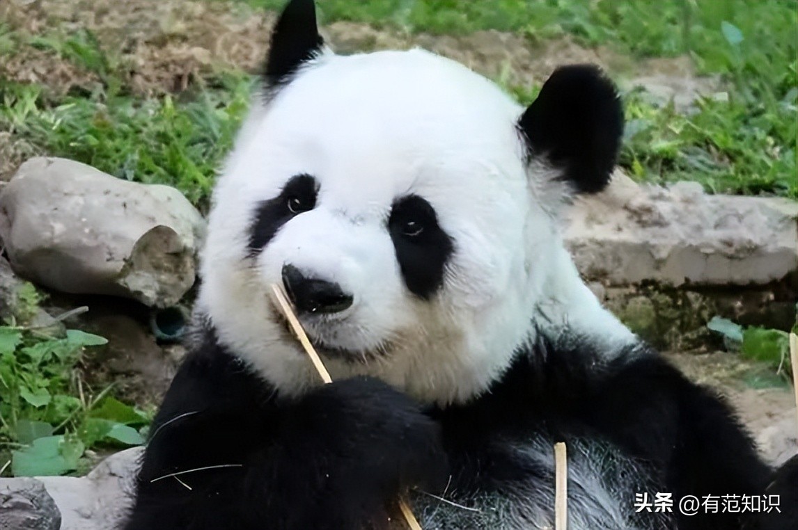 泰国机场空无游客的原因,泰国机场空荡冷冷清清