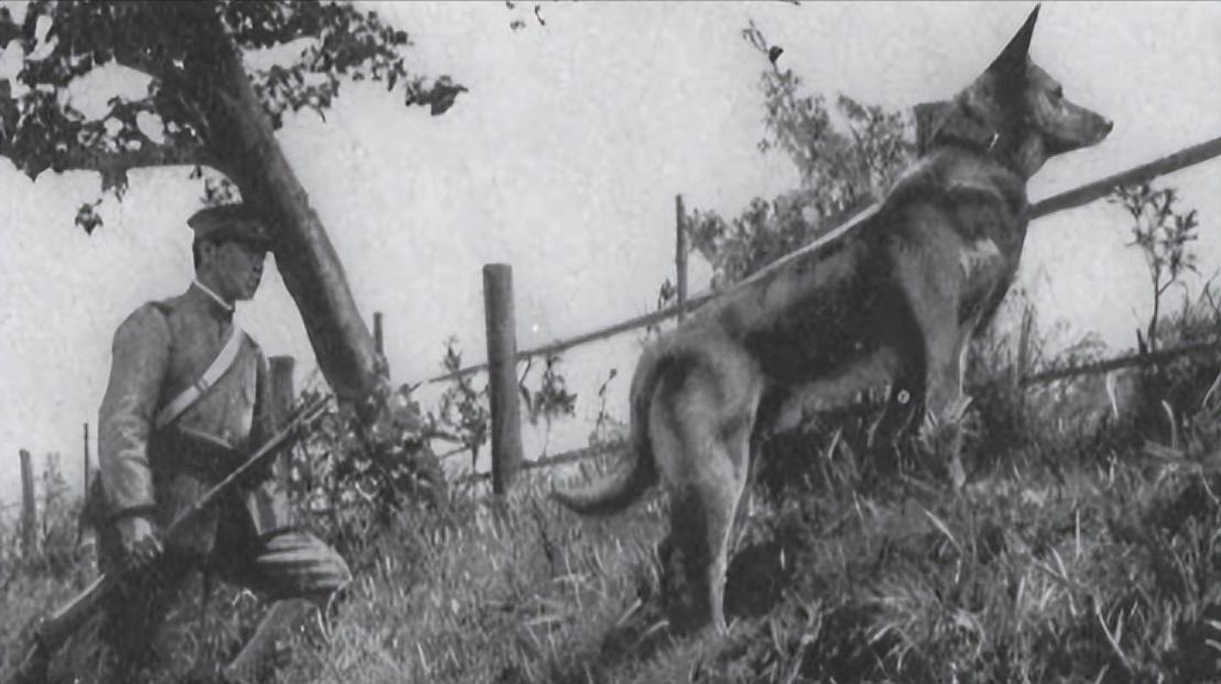 1939年日本狼狗部队,董翰良训练中国狼狗