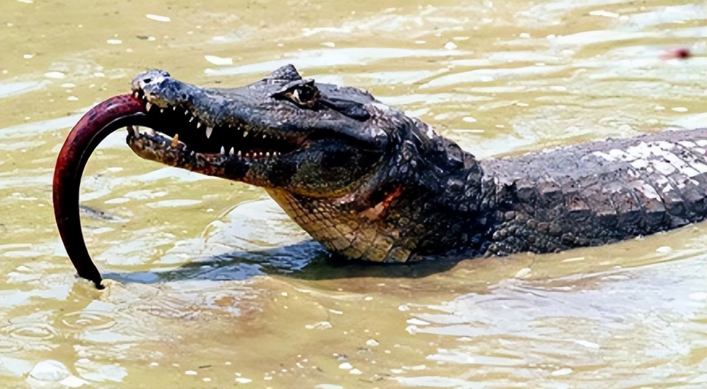 鳄鱼袭击电鳗打法视频,鳄鱼被电鳗电死