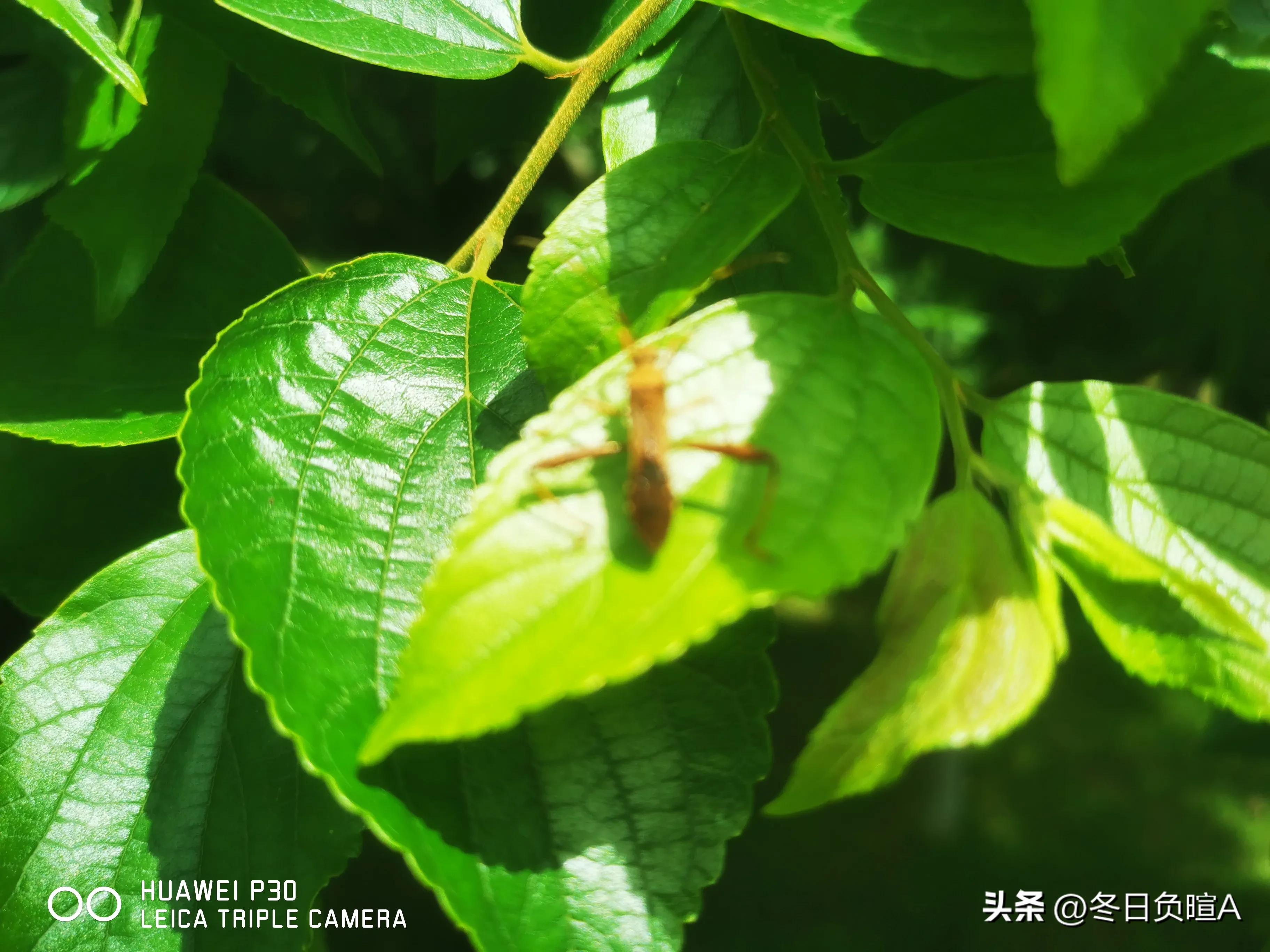 苏轼诗词湖上夜归赏析,急需苏东坡古诗赏析