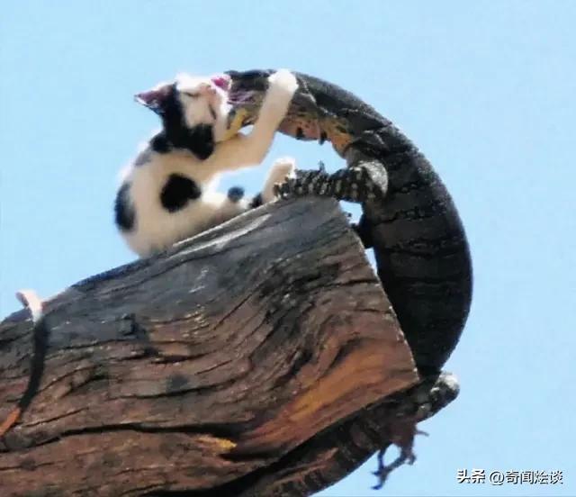 鬣狗捕食动物图片,鬣狗捕杀巨蟒