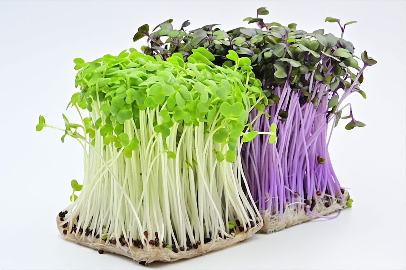 芽苗菜发展,芽苗菜未来10年的前景