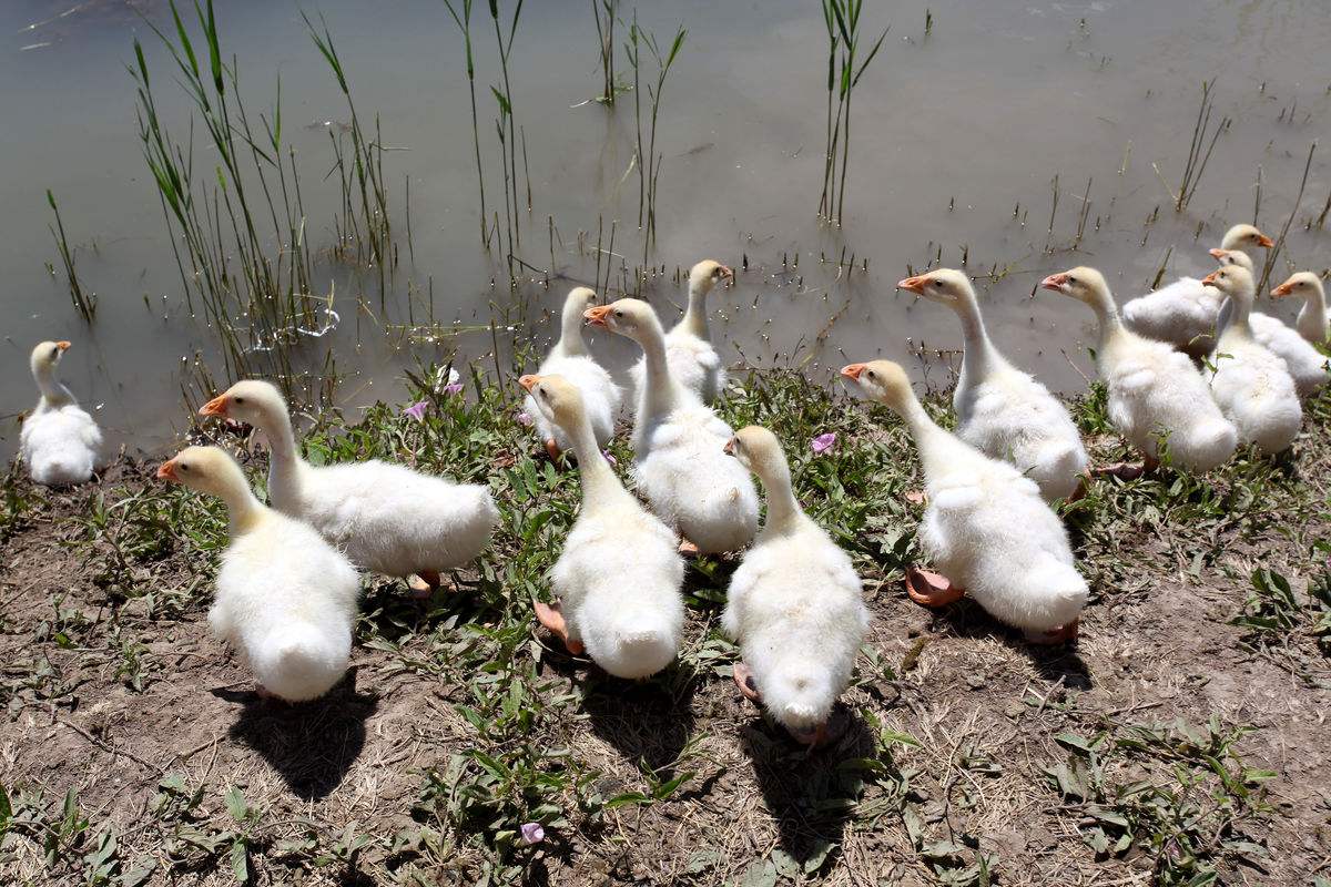 如何判断鹅病的四种方法,鹅怎么看生病