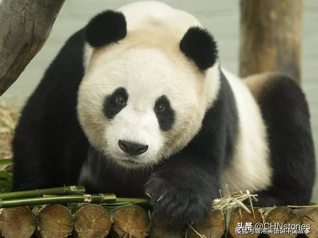 胖达日本,胖达在外国多火