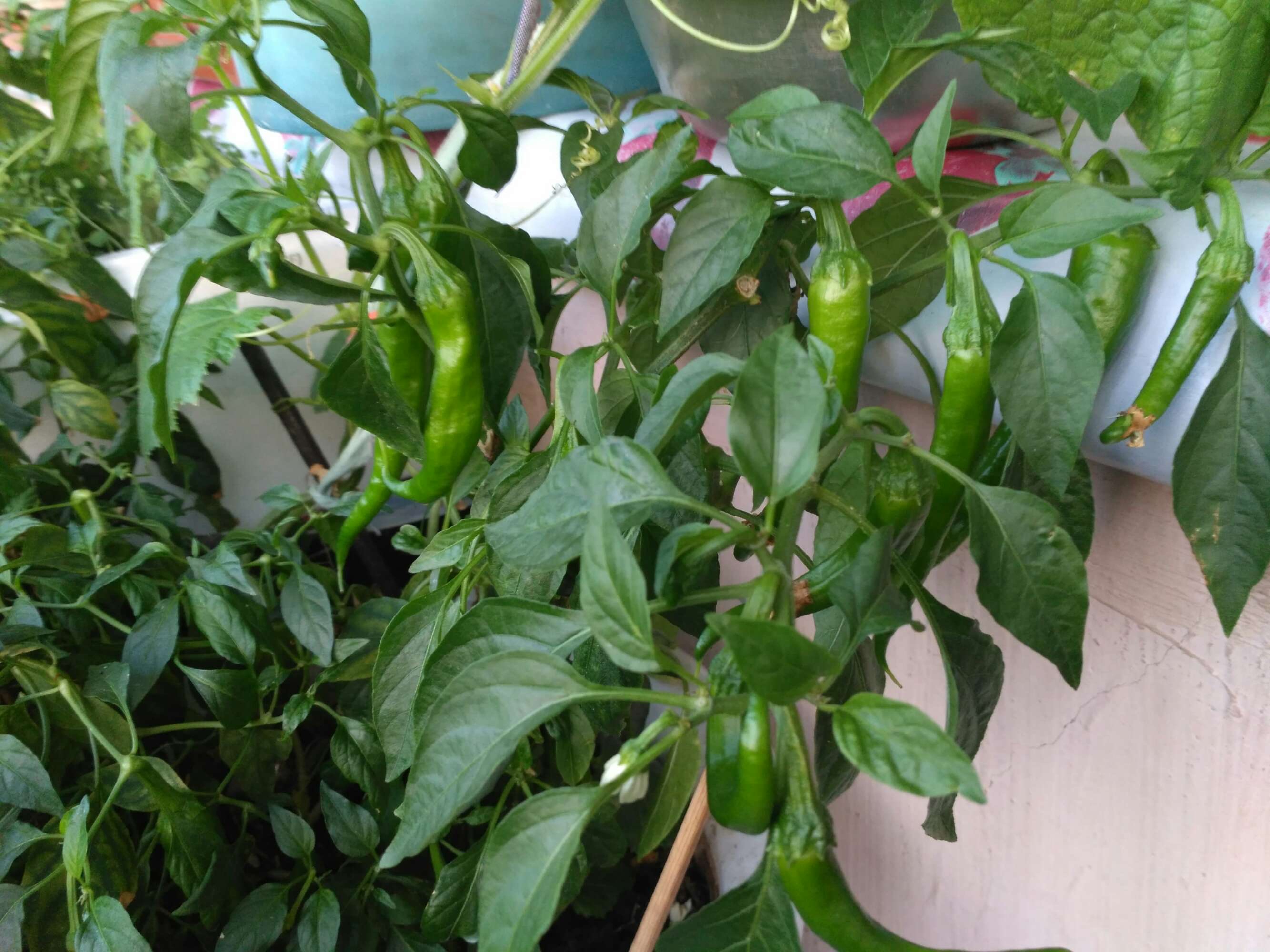 阳台种菜的100种方法,阳台种菜的正确方法大全