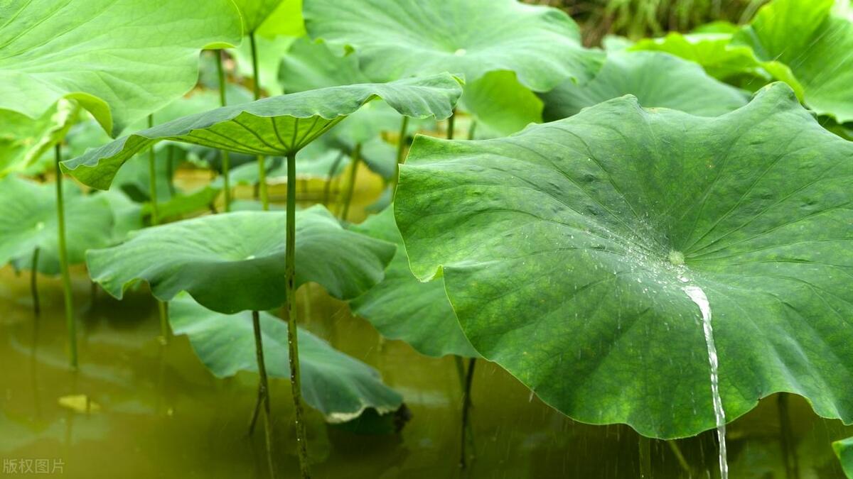 嘉兴蛋黄肉粽的粽叶是什么叶子,一个粽叶包粽子买多宽的叶子