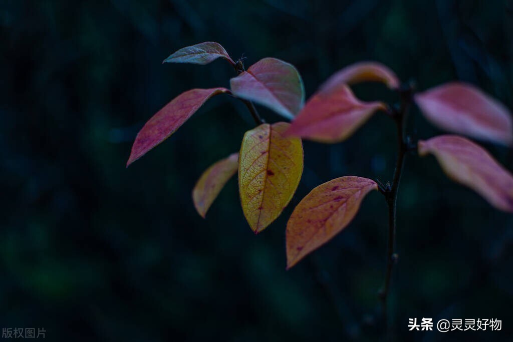 男人心中的苦只能自己默默承受,男人再苦再累也要坚持面对现实