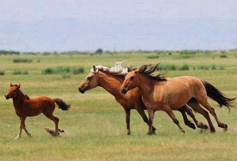 草原十大霸主是谁,草原四大名马