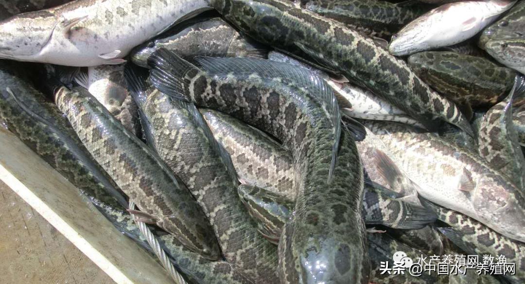 <html>
<head><title>502BadGateway</title></head>
<body>
<center><h1>502BadGateway</h1></center>
<hr><center>nginx</center>
</body>
</html>
<!--apaddingtodisableMSIEandChromefriendlyerrorpage-->
<!--apaddingtodisableMSIEandChromefriendlyerrorpage-->
<!--apaddingtodisableMSIEandChromefriendlyerrorpage-->
<!--apaddingtodisableMSIEandChromefriendlyerrorpage-->
<!--apaddingtodisableMSIEandChromefriendlyerrorpage-->
<!--apaddingtodisableMSIEandChromefriendlyerrorpage-->
