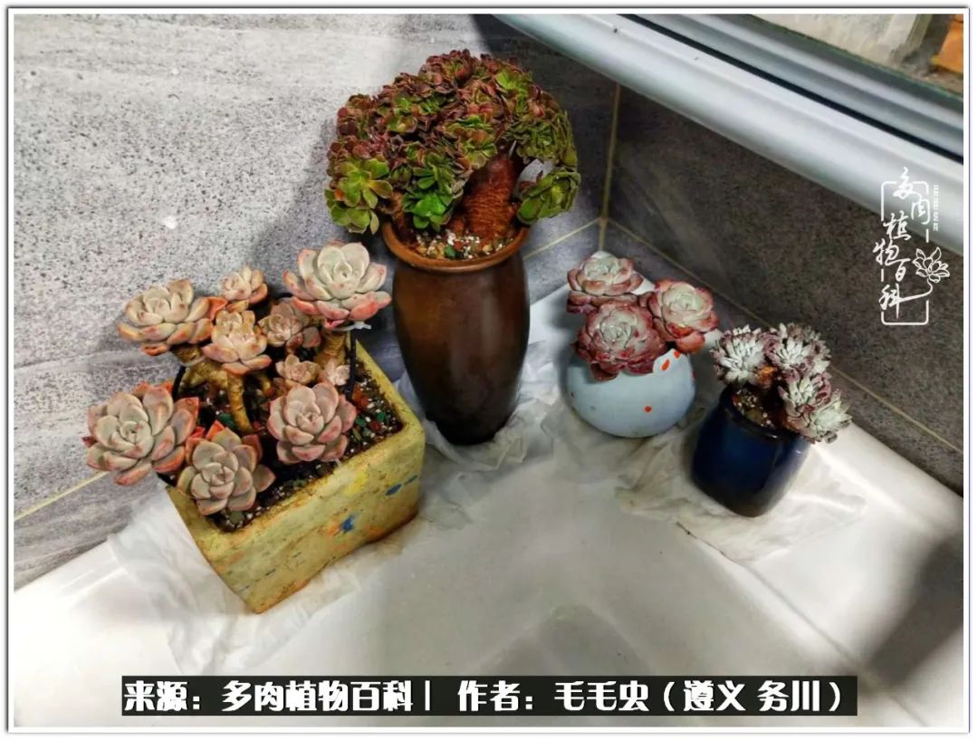 多肉可抵岁月,多肉之花语