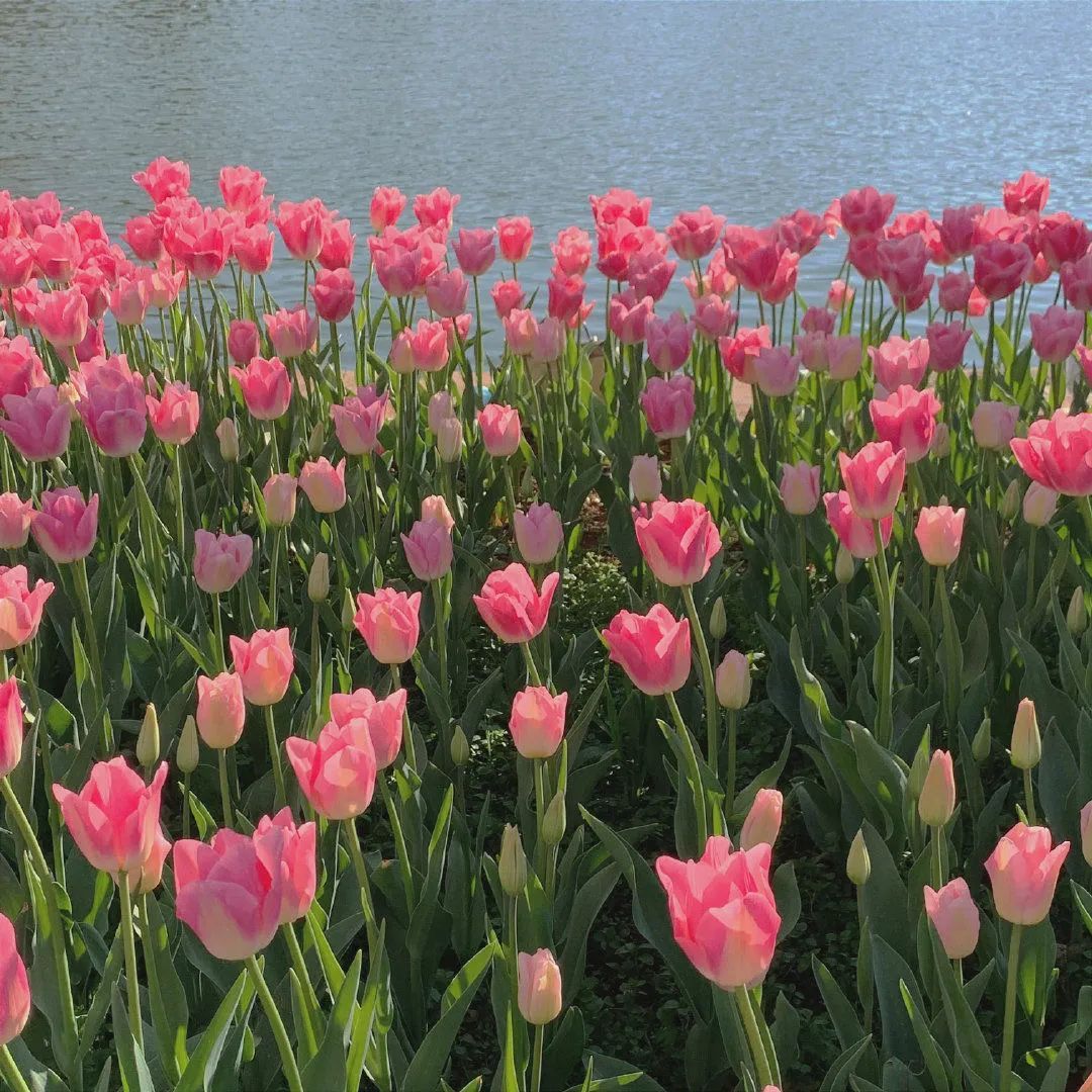 背景图ins风鲜花,ins复古黑色鲜花壁纸