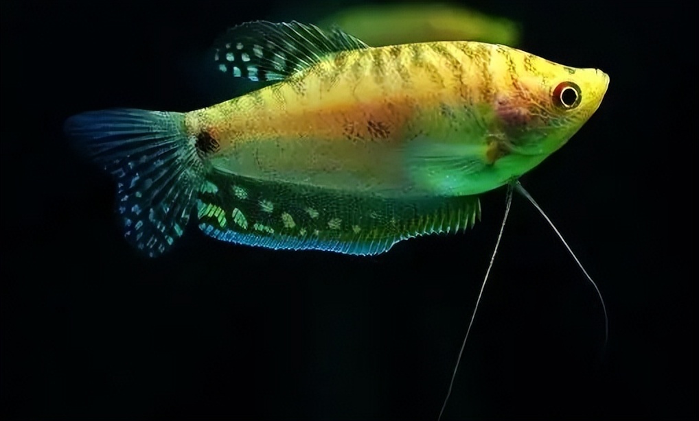 养鱼有哪些必须学会的技能和方法,养鱼的正确方法和感受