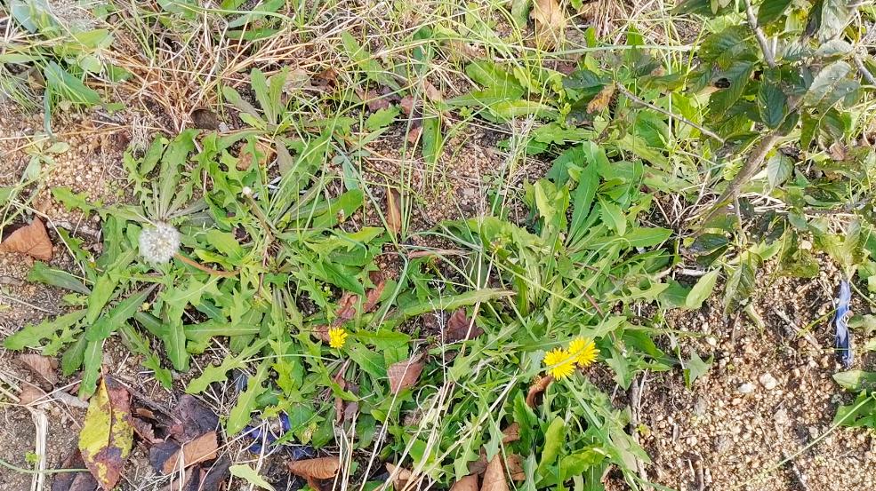 藏在草丛里的“护肝冠军”，很多人拿它当草，做成菜团子，特好吃