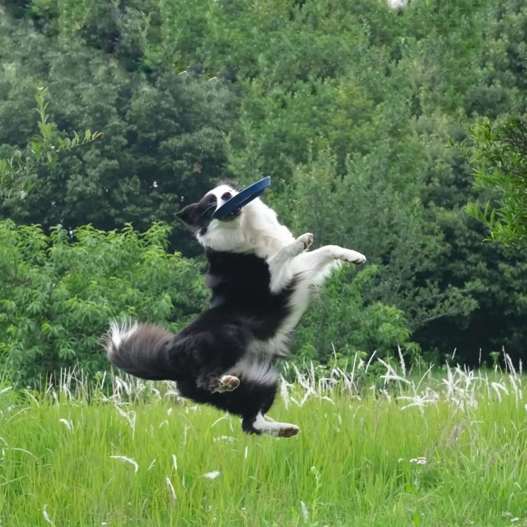 边牧的智商有多离谱,边牧的智商有多高