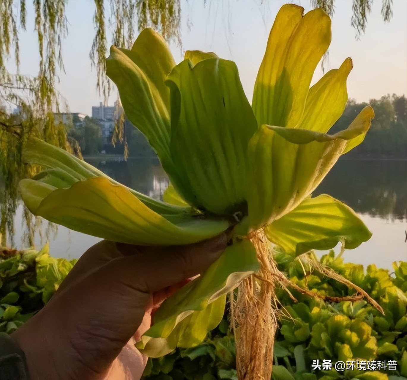 大薸怎么水培繁殖,大薸适合切头繁殖吗